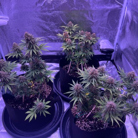 Wappa growlog timeline photo