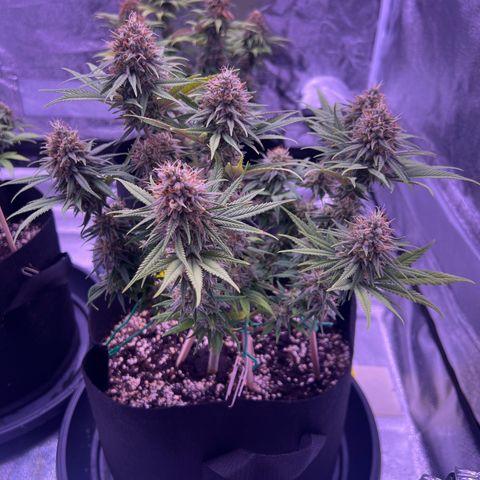 Wappa growlog timeline photo