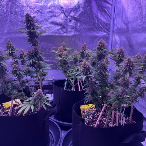 Wappa growlog timeline photo