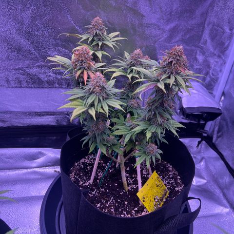 Wappa growlog timeline photo