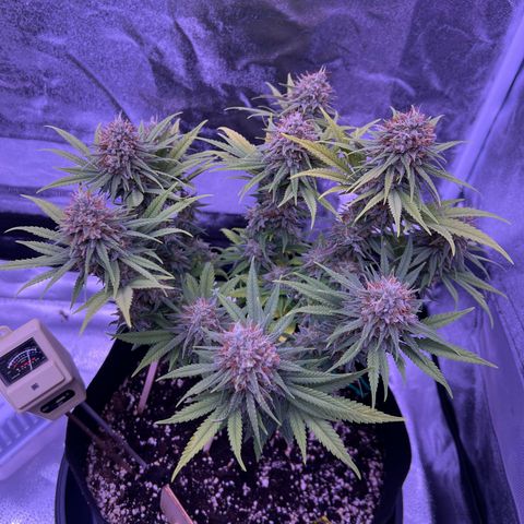Wappa growlog timeline photo