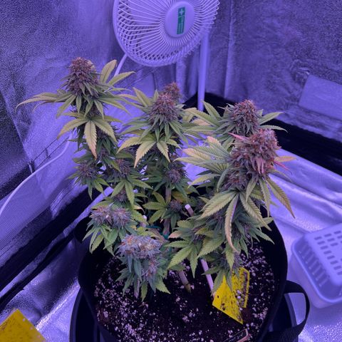 Wappa growlog timeline photo