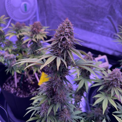 Wappa growlog timeline photo