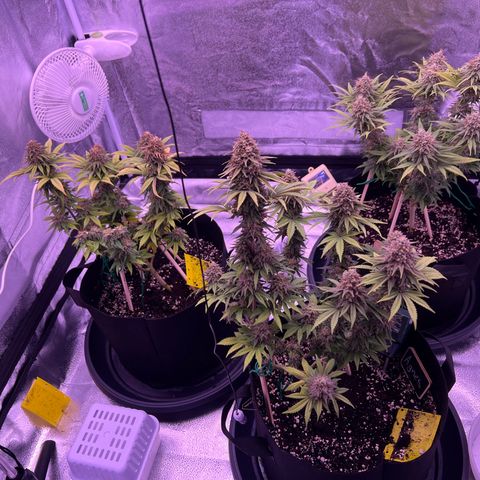 Wappa growlog timeline photo