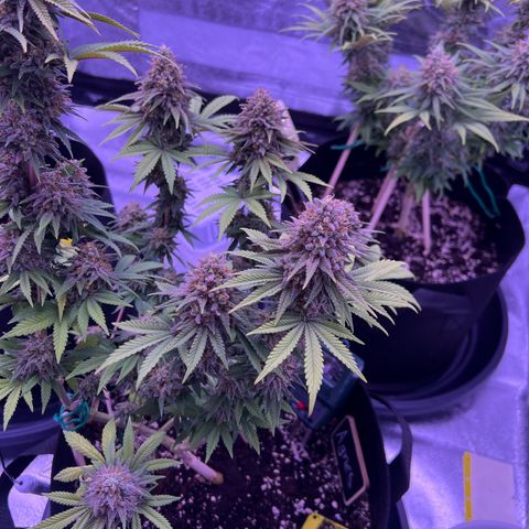 Wappa growlog timeline photo