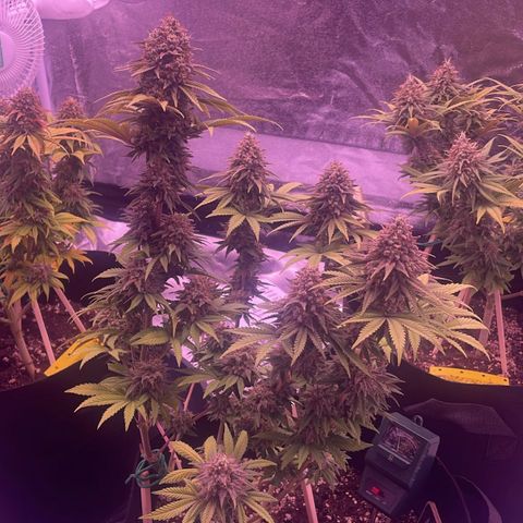 Wappa growlog timeline photo