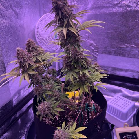 Wappa growlog timeline photo