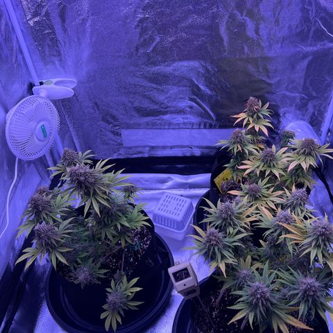 Wappa growlog timeline photo