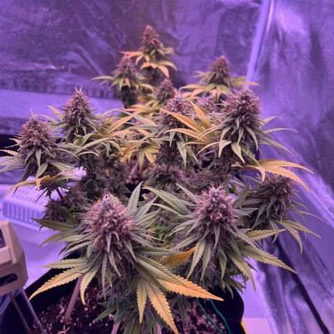 Wappa growlog timeline photo