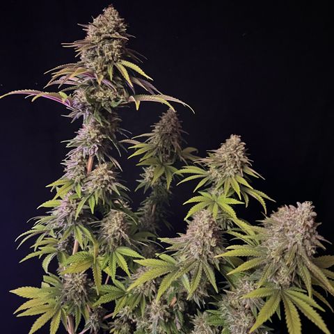 Wappa growlog timeline photo