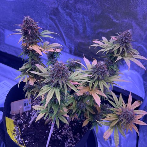 Wappa growlog timeline photo
