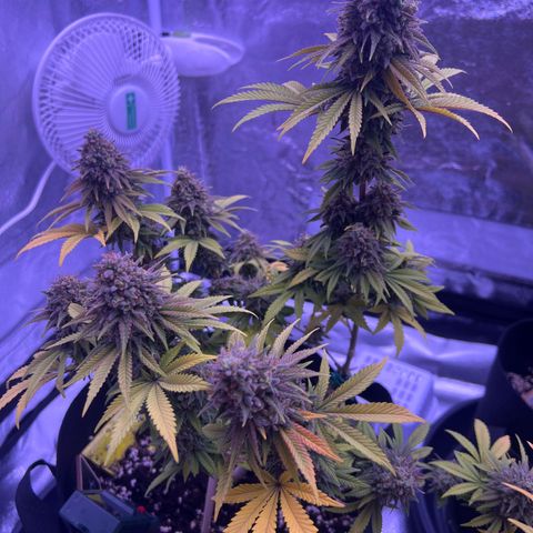 Wappa growlog timeline photo