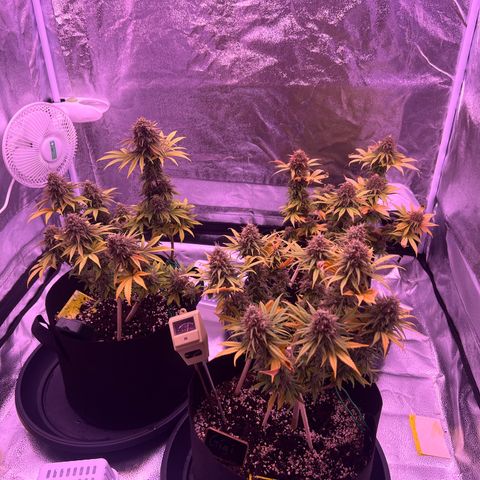 Wappa growlog timeline photo