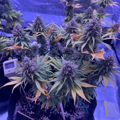 Wappa growlog timeline photo