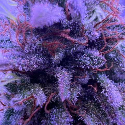 Wappa growlog timeline photo