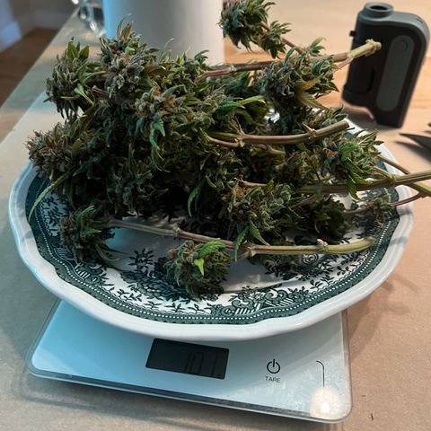 Wappa growlog timeline photo