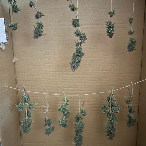 Wappa growlog timeline photo