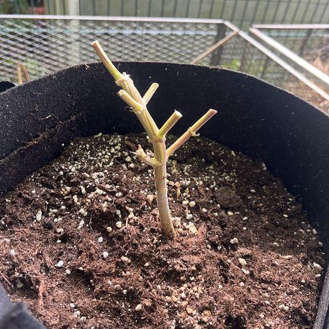 Wappa growlog timeline photo
