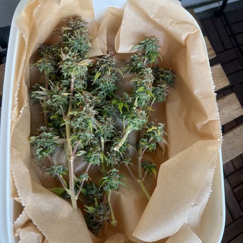 Wappa growlog timeline photo