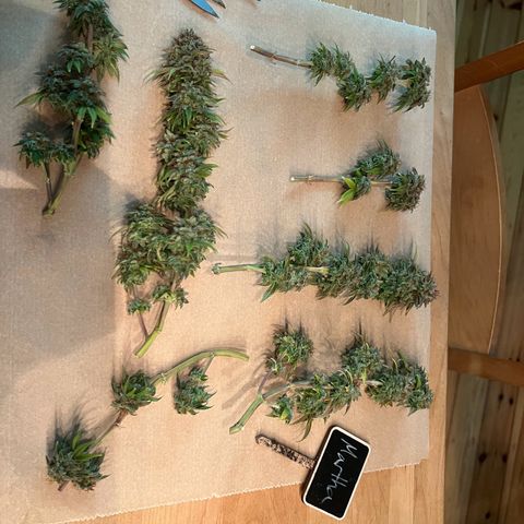 Wappa growlog timeline photo
