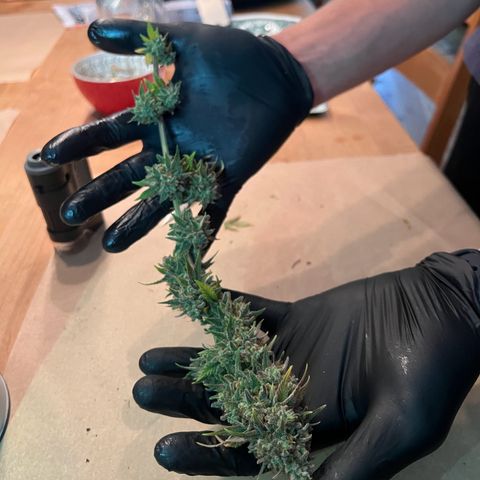 Wappa growlog timeline photo