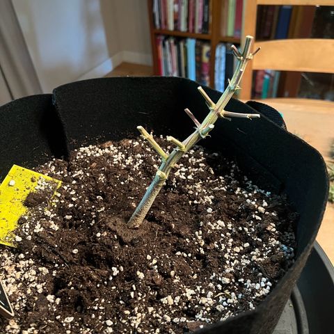 Wappa growlog timeline photo