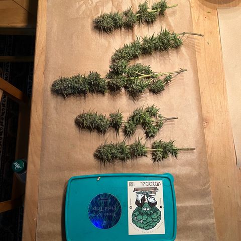 Wappa growlog timeline photo