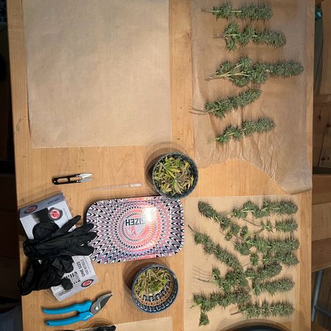 Wappa growlog timeline photo