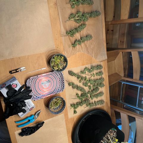 Wappa growlog timeline photo