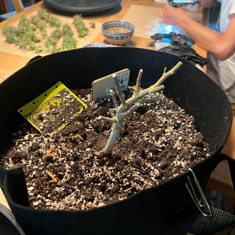 Wappa growlog timeline photo