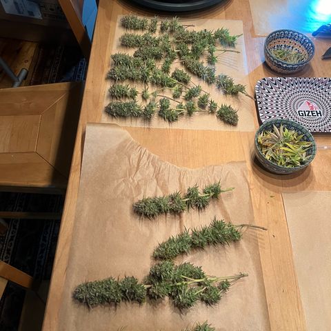 Wappa growlog timeline photo
