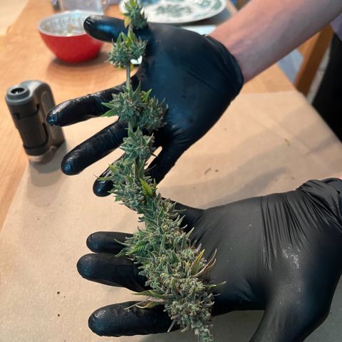 Wappa growlog timeline photo