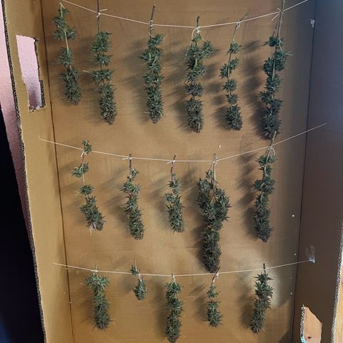 Wappa growlog timeline photo