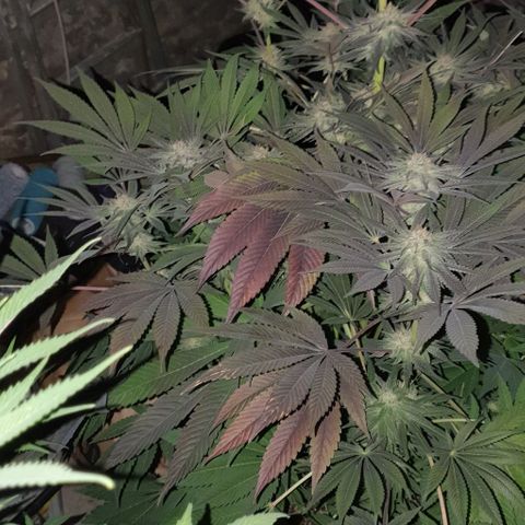 Mimo T growlog timeline photo