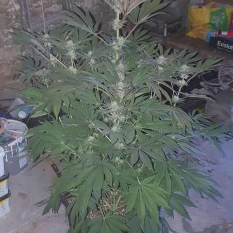 Mimo T growlog timeline photo