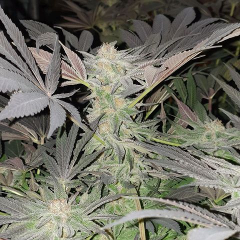 Mimo T growlog timeline photo
