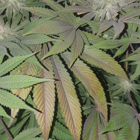 Mimo T growlog timeline photo