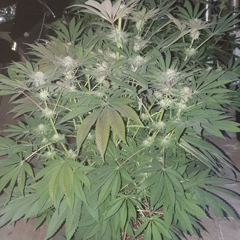 Mimo T growlog timeline photo