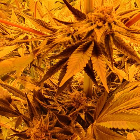Mimo T growlog timeline photo