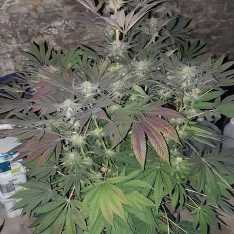 Mimo T growlog timeline photo