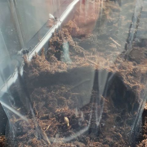 Rhino Ryder growlog photo: Mis en terre