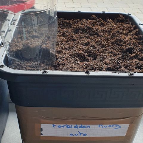 Forbidden runtz auto growlog photo: Mise en terre