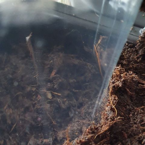 Forbidden runtz auto growlog photo: Mise en terre