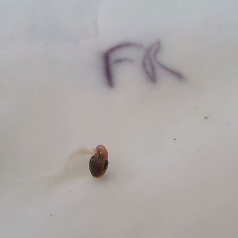 Forbidden runtz auto growlog photo: Mise en terre
