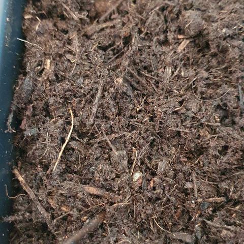 Forbidden runtz auto growlog photo: Mise en terre