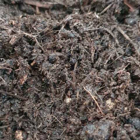 Strawberry banana auto growlog photo: Mise en terre
