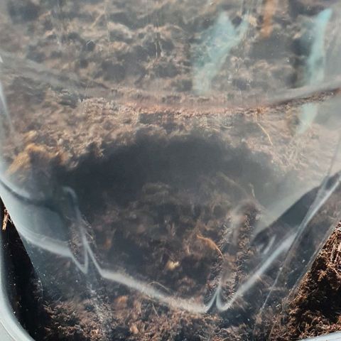 Strawberry banana auto growlog photo: Mise en terre