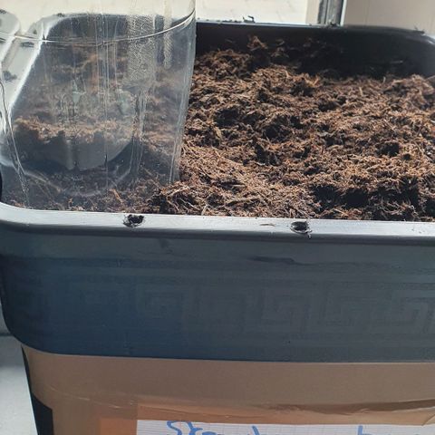 Strawberry banana auto growlog photo: Mise en terre