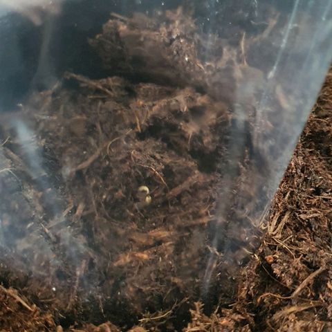 Californian Snow growlog photo: Mise en terre