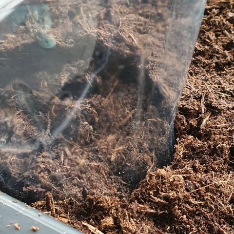 Californian Snow growlog photo: Mise en terre